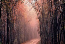 CBA一周综述:上海、浙江迎10连胜.